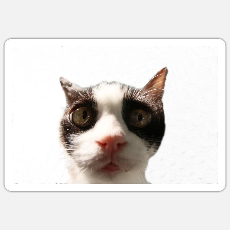 Katze - Sticker Größe S (10 x 10 cm) - Mattweiß