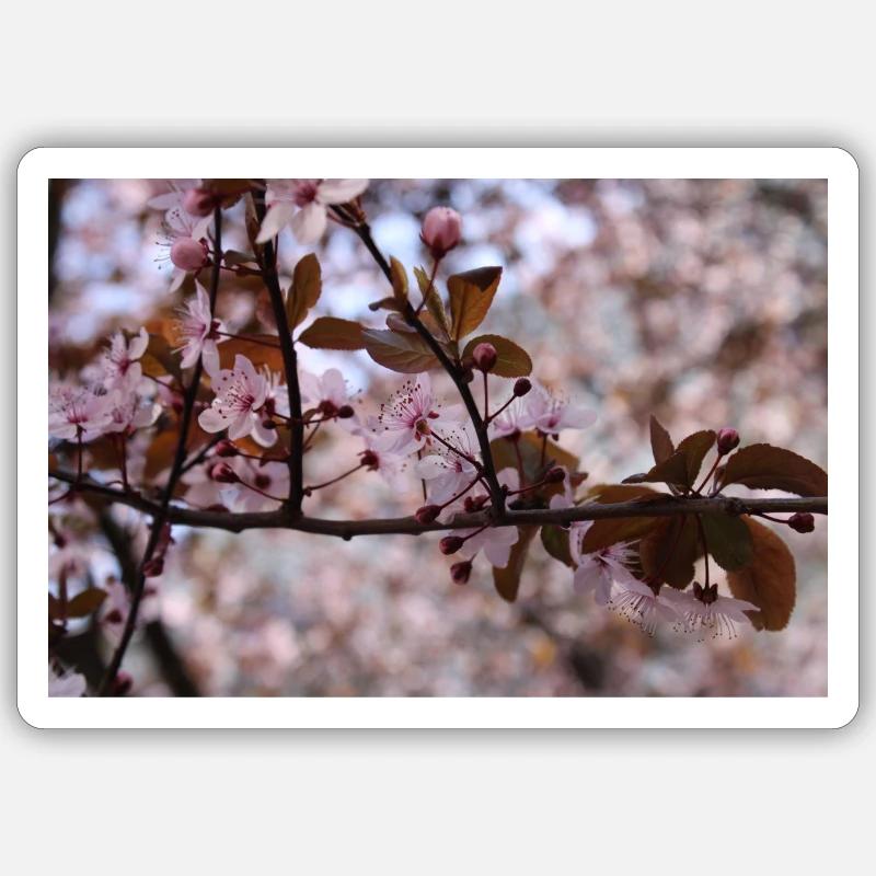 Blühender Baum (Myrobolan oder Kirschpflaume) Sticker Größe S (10 x 10 cm)