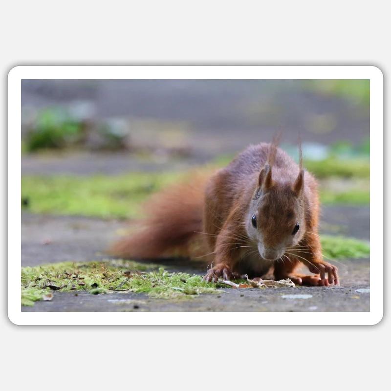 Eichhörnchen Sticker Größe S (10 x 10 cm)