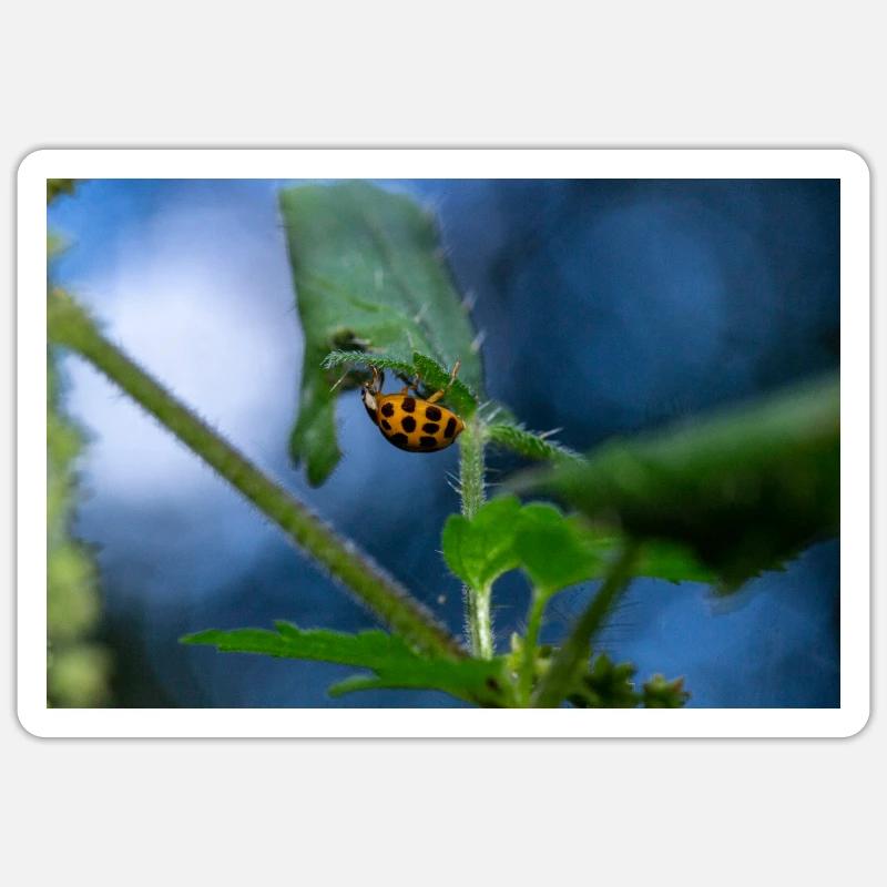 Ladybug Sticker size S (10 x 10 cm)