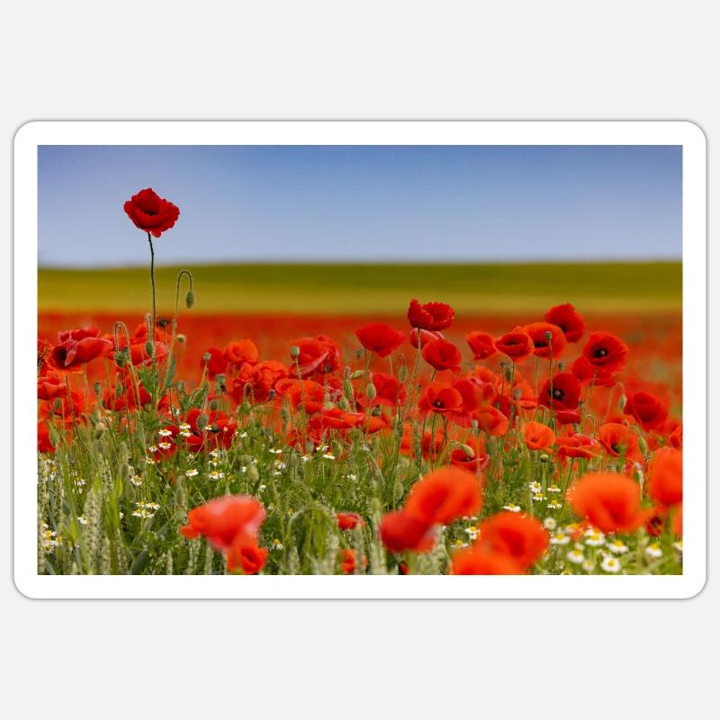 Champ de coquelicots Sticker taille S (10 x 10 cm)