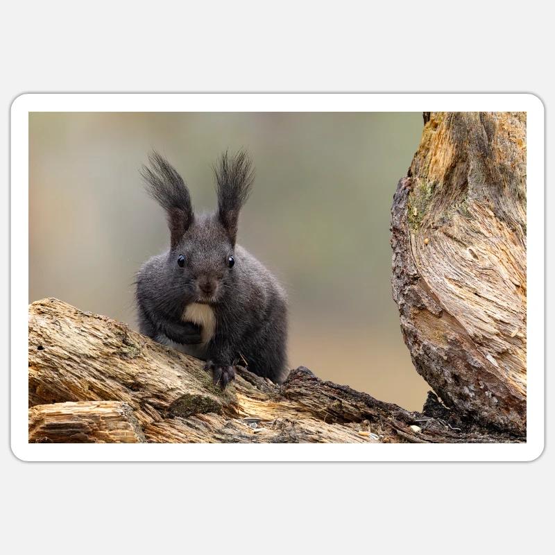 Oachkatzl / Eichhörnchen - Sticker Größe S (10 x 10 cm) - Mattweiß