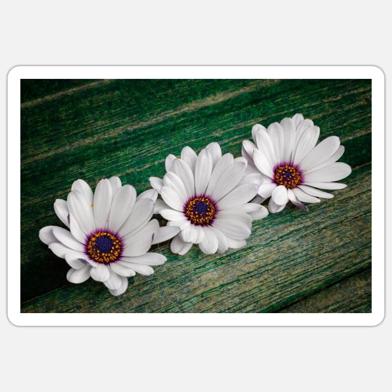 Afrikanische Gaensebluemchen Sticker Größe S (10 x 10 cm)