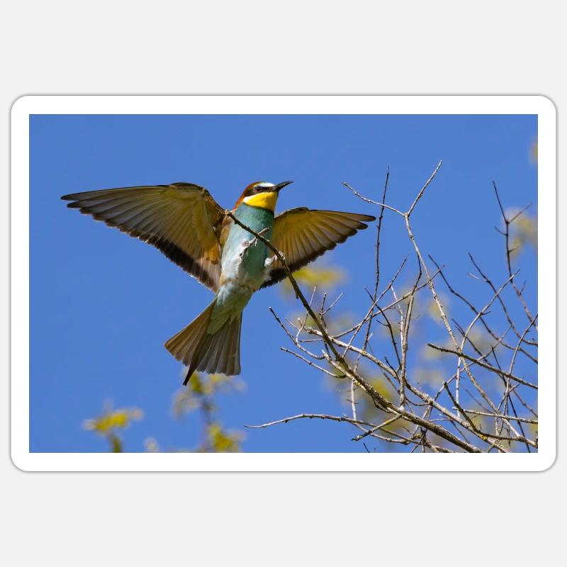 Bee-eater - Sticker size S (10 x 10 cm) - white matte
