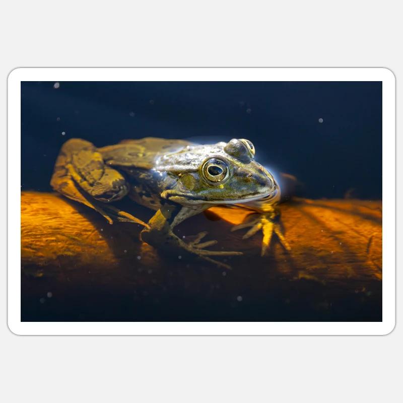 Grenouille d’eau commune - Sticker taille S (10 x 10 cm) - blanc mat