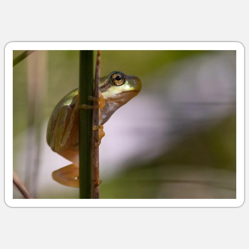 Tree frog Sticker size S (10 x 10 cm)