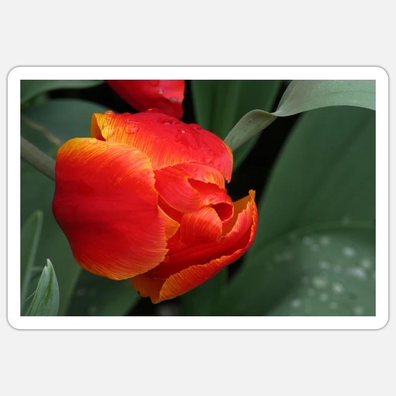 Fiery tulip freshness - Sticker size S (10 x 10 cm) - white matte