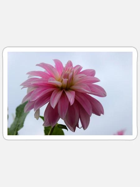 Dahlie pink rosa Blüte ,Blume - Sticker Größe S (10 x 10 cm) - Mattweiß