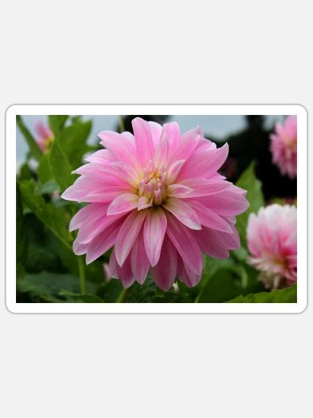 Dahlie pink rosa Blüte ,Blume - Sticker Größe S (10 x 10 cm) - Mattweiß