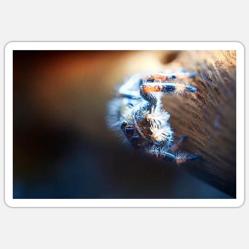 Araignée sauteuse, Phidippus regius, araignée sauteuse Sticker taille S (10 x 10 cm)