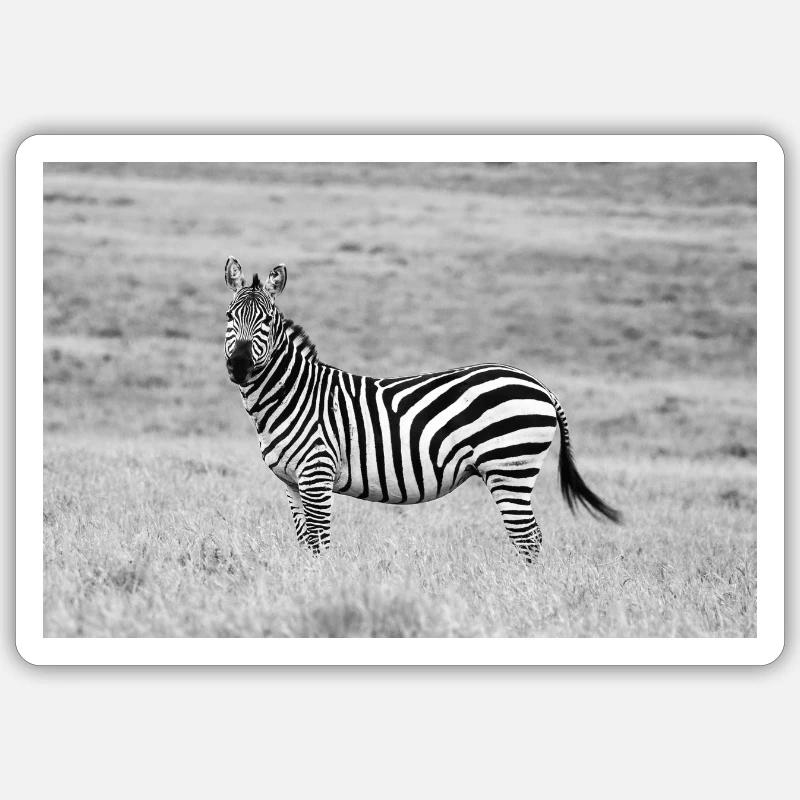 Zebra - Sticker size S (10 x 10 cm) - white matte