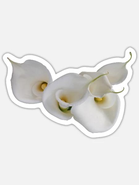 WEISSE CALLAS - Sticker Größe S (10 x 10 cm) - Mattweiß
