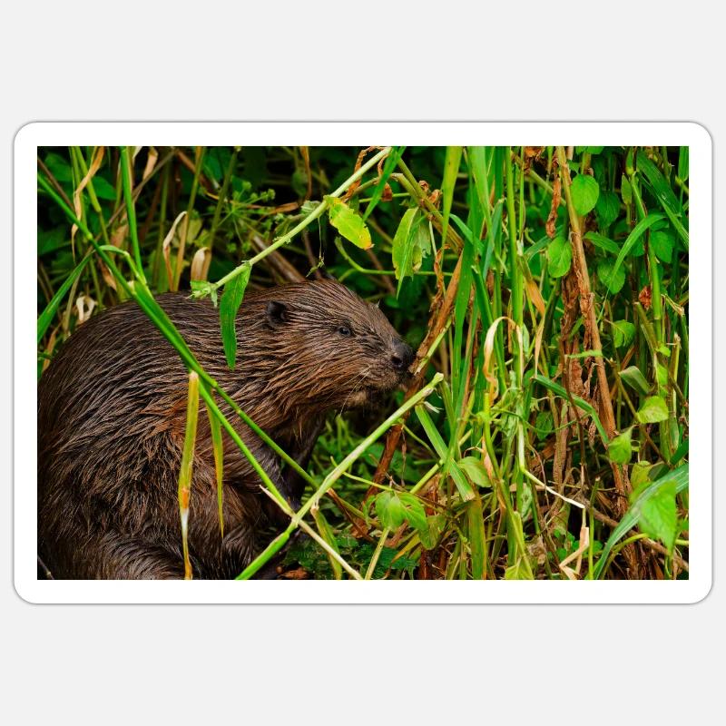 Beavers 2 Sticker size S (10 x 10 cm)