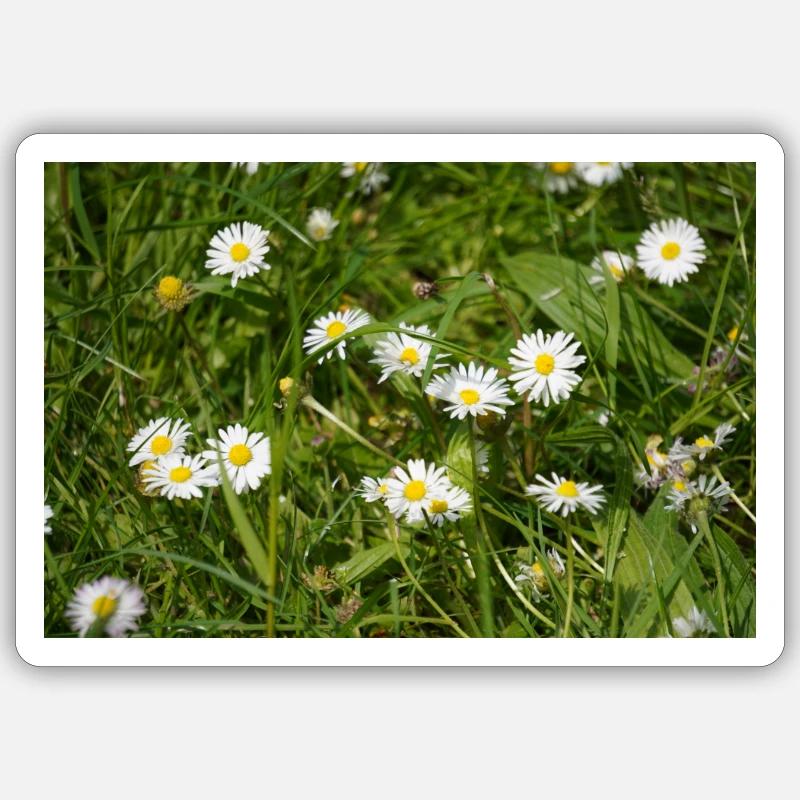 Gänseblümchen Sticker Größe S (10 x 10 cm)