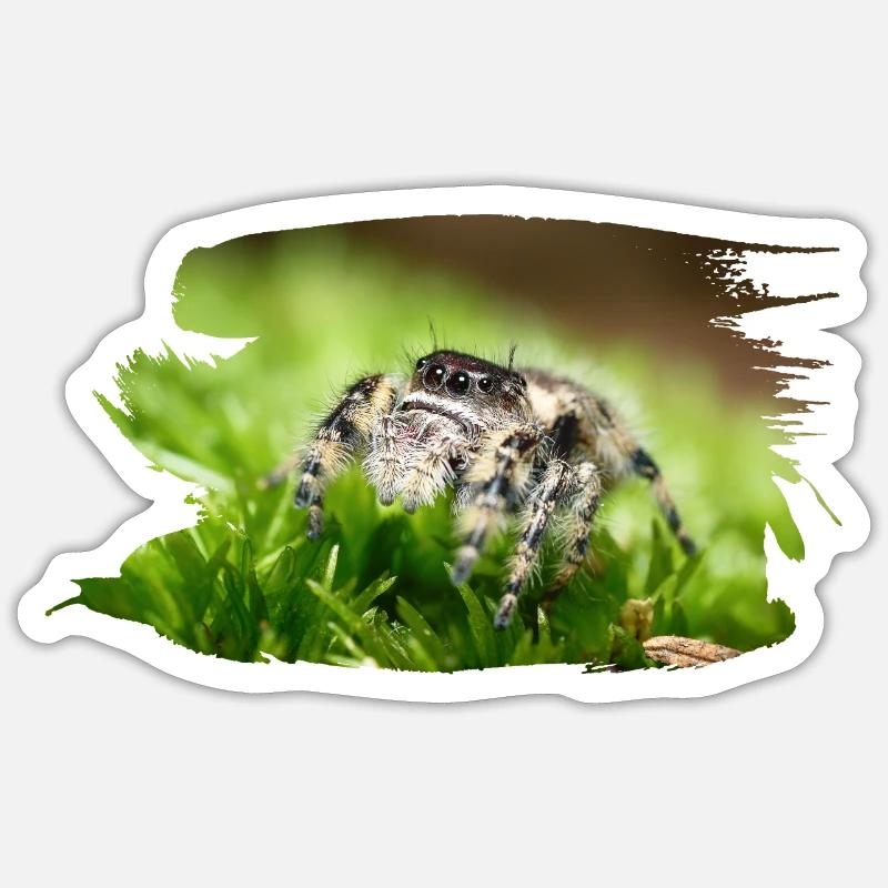 Phidippus bidentatus jumping spider spring spinne Sticker Größe S (10 x 10 cm)
