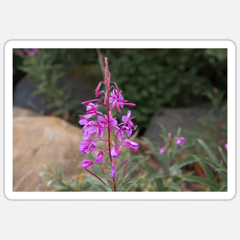 fireweed also willow herb also rosebay willowherb Sticker size S (10 x 10 cm)