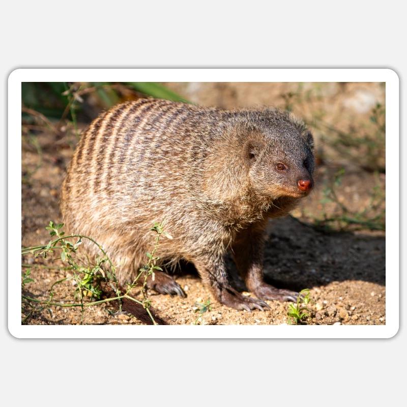 Gebänderte Manguste oder Zebramanguste Zebramanguste Sticker Größe S (10 x 10 cm)