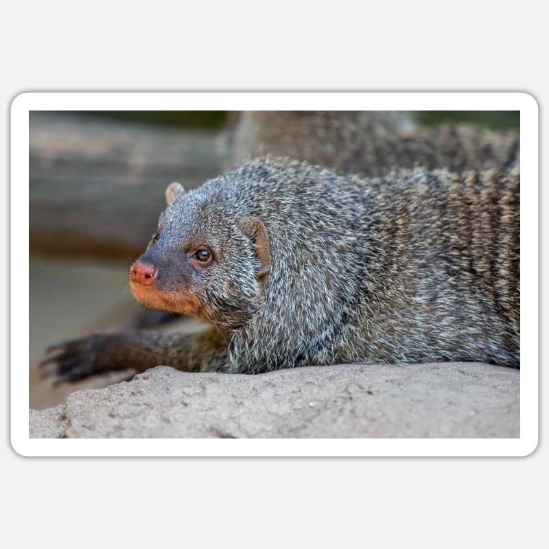 Banded Mongoose or Zebra Mongoose Zebramanguste Sticker size S (10 x 10 cm)