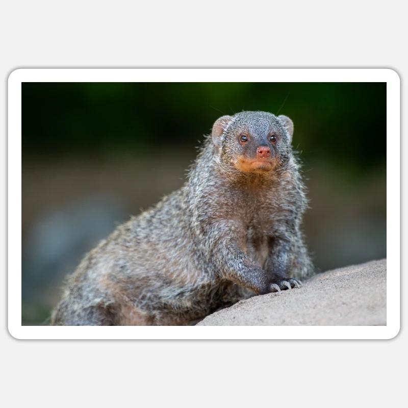 Banded Mongoose Zebra Mongoose Zebramanguste Sticker size S (10 x 10 cm)