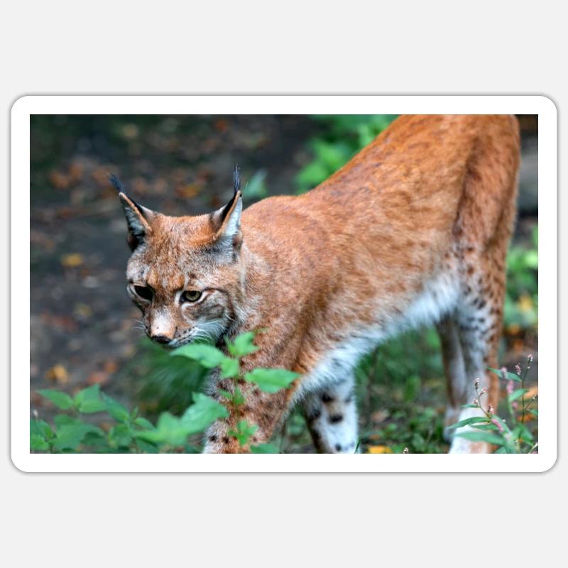 Eurasischer Luchs oder Nördlicher Luchs Sticker Größe S (10 x 10 cm)