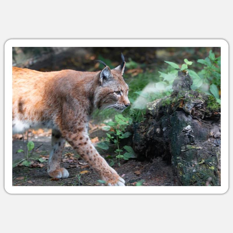 Eurasischer Luchs oder Nördlicher Luchs Sticker Größe S (10 x 10 cm)