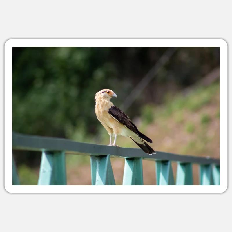 le petit aigle - Sticker taille S (10 x 10 cm) - blanc mat
