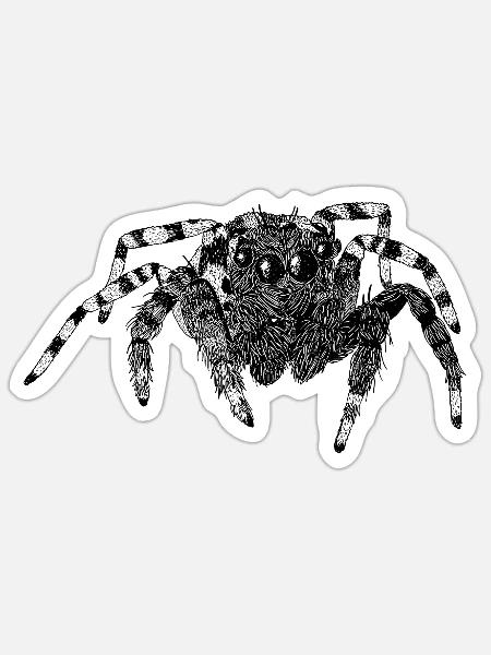 Springspinne niedliche Spinne Phidippus Arachnide - Sticker Größe S (10 x 10 cm) - Mattweiß