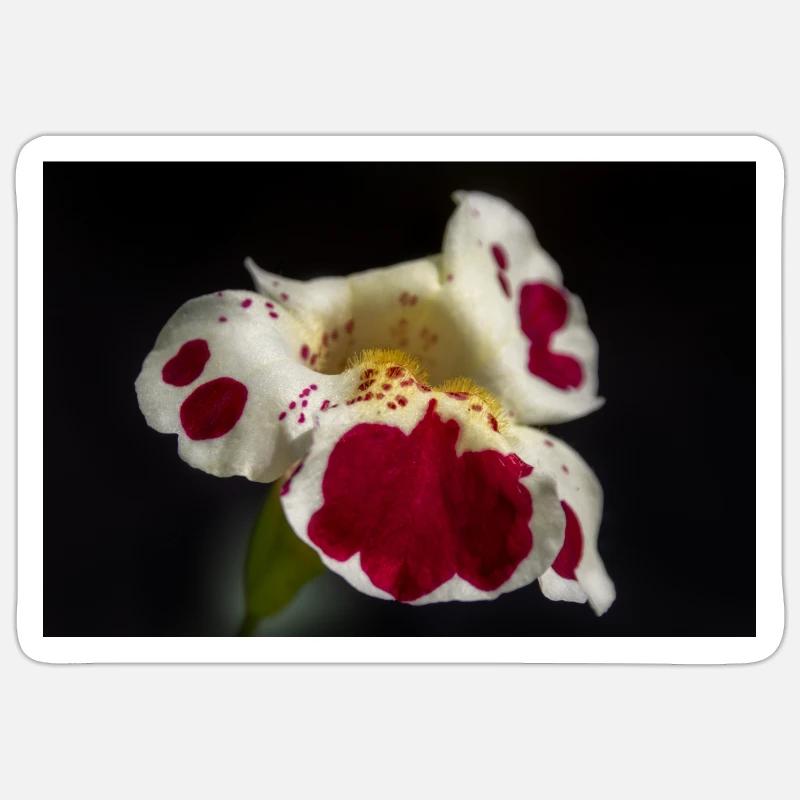 Fleurs blanches avec des taches rubis Sticker taille S (10 x 10 cm)