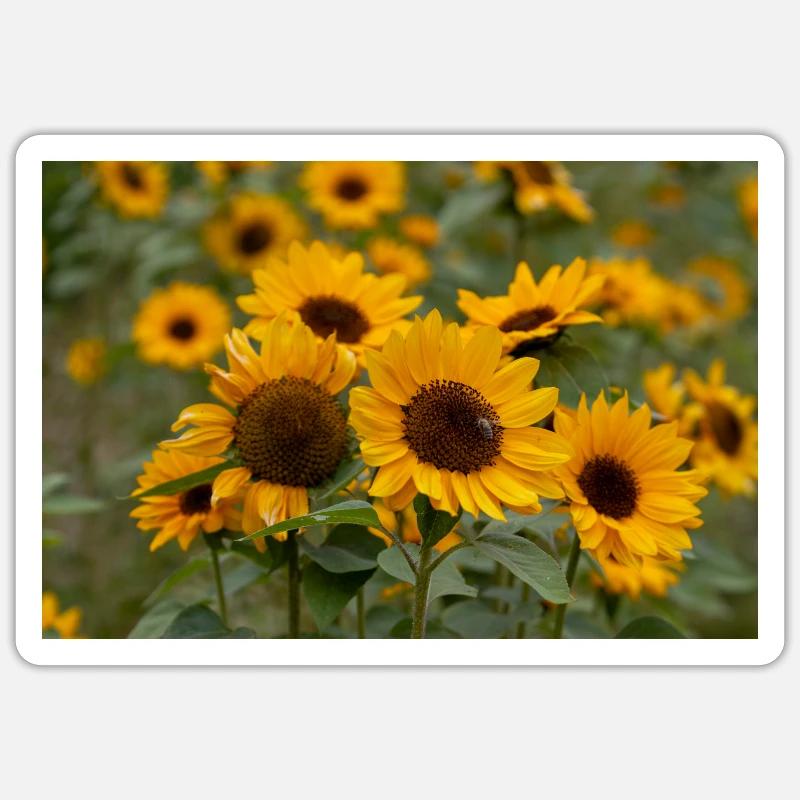 Sonnenblume Sticker Größe S (10 x 10 cm)