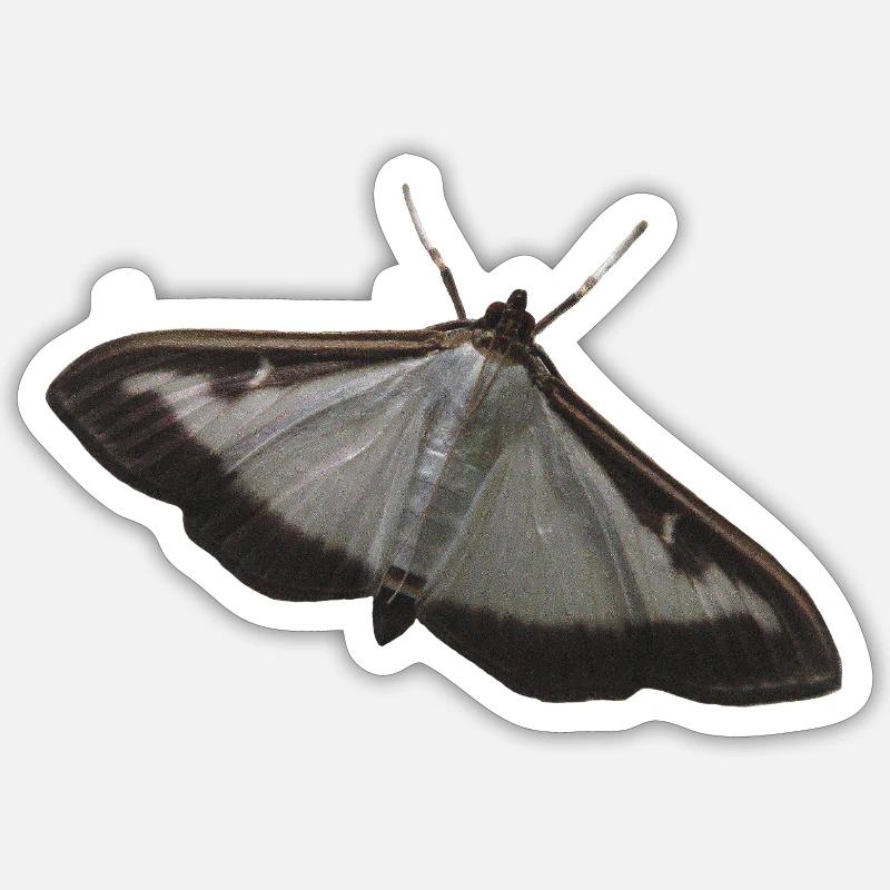 pyrale du buis - Sticker taille S (10 x 10 cm) - blanc mat