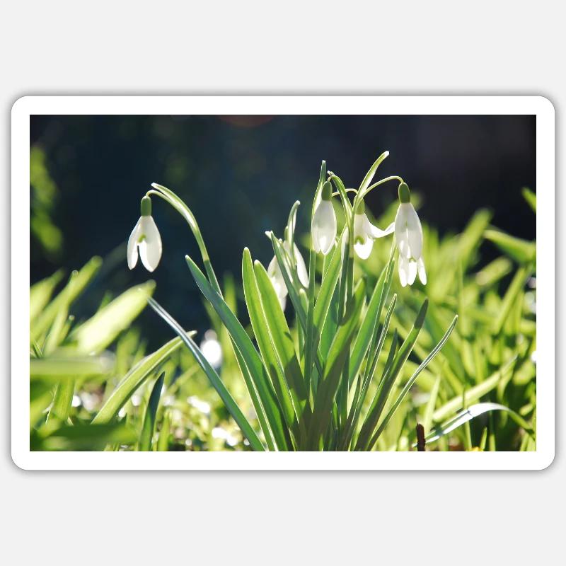 Snowdrop Spring Bloom Design - Sticker size S (10 x 10 cm) - white matte