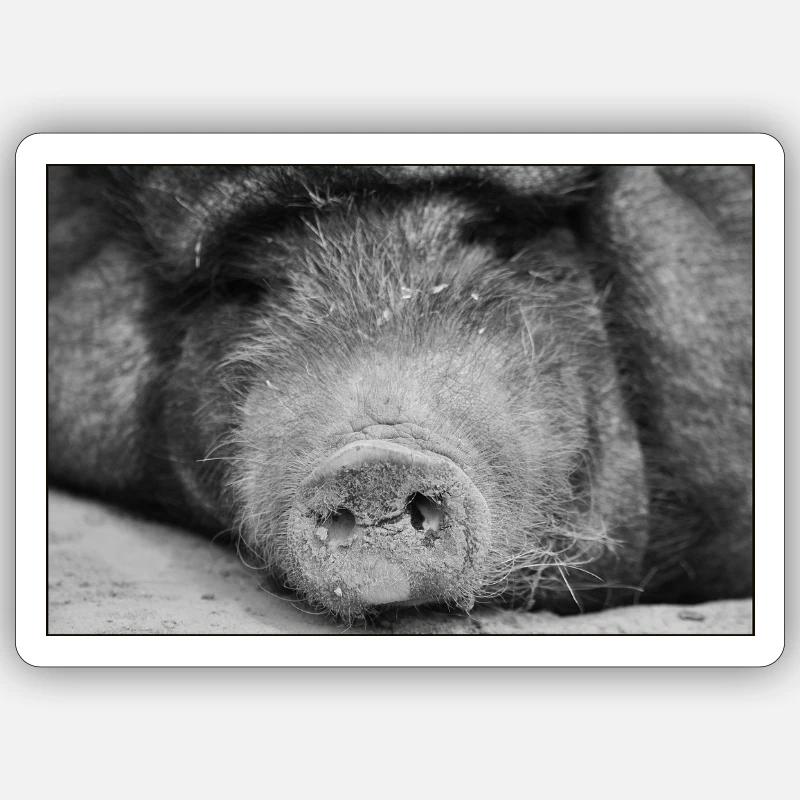 Pig had <3 - Sticker size S (10 x 10 cm) - white matte