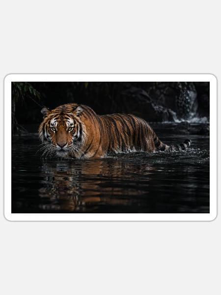 Tiger im schwarzen Wasser - Sticker Größe S (10 x 10 cm) - Mattweiß