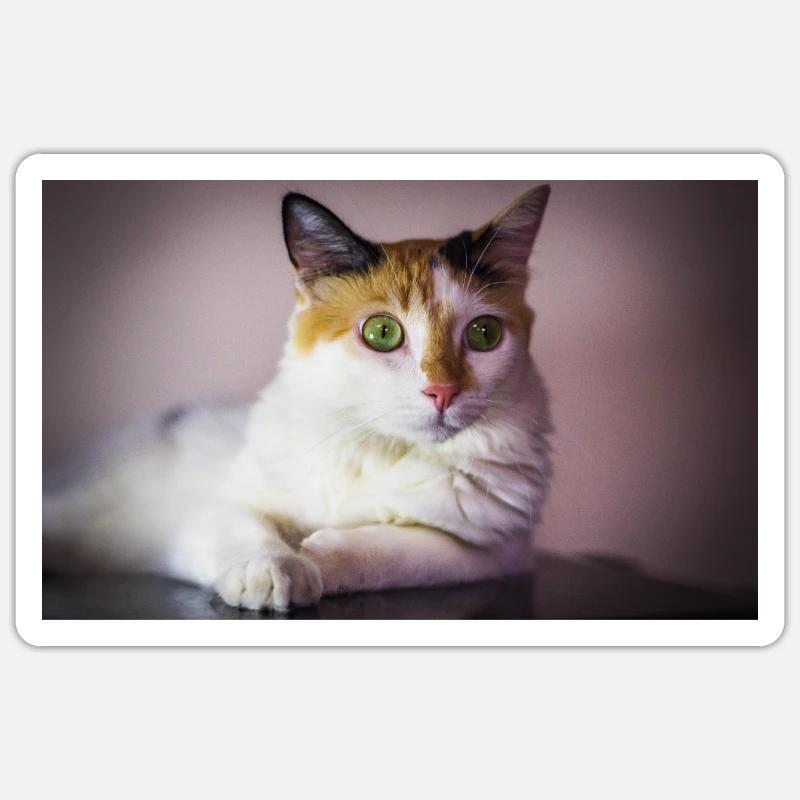 cat - Sticker size S (10 x 10 cm) - white matte
