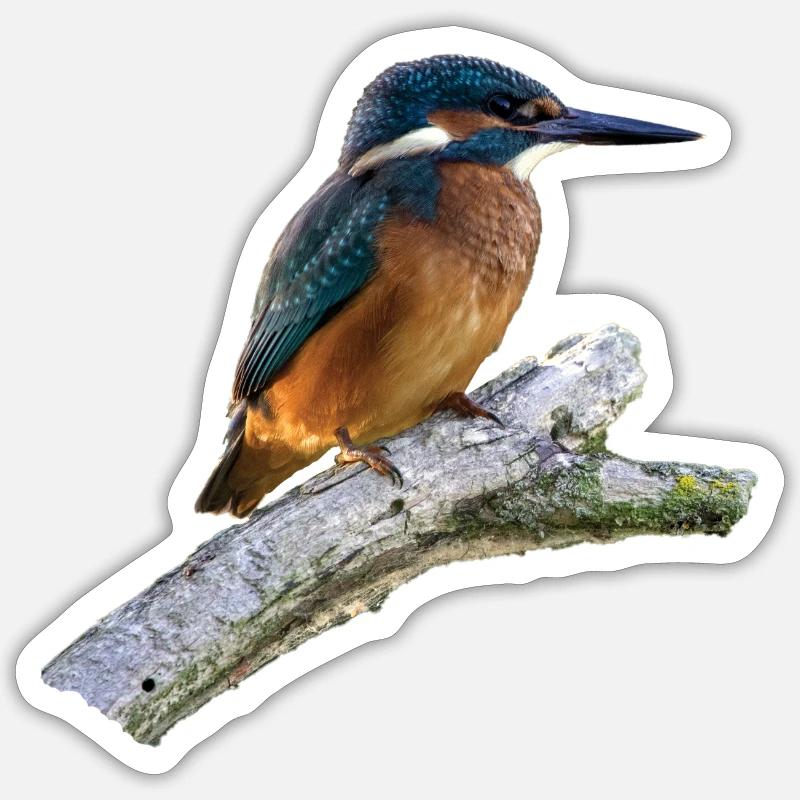 Eisvogel auf einem Ast Sticker Größe S (10 x 10 cm)