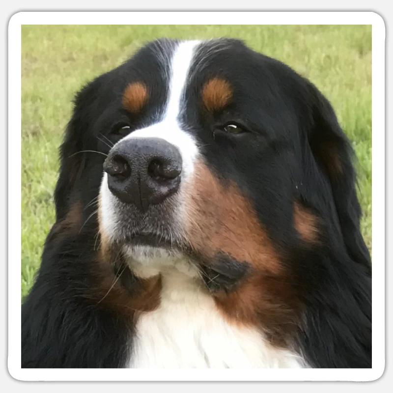 Berner bjerghund - Sticker størrelse S (10 x 10 cm) - mat hvid
