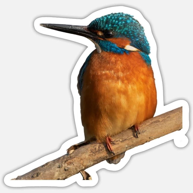 Eisvogel - Sticker Größe S (10 x 10 cm) - Mattweiß