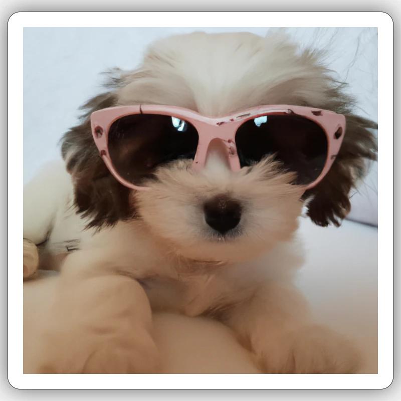 Chien cool - Sticker taille S (10 x 10 cm) - blanc mat