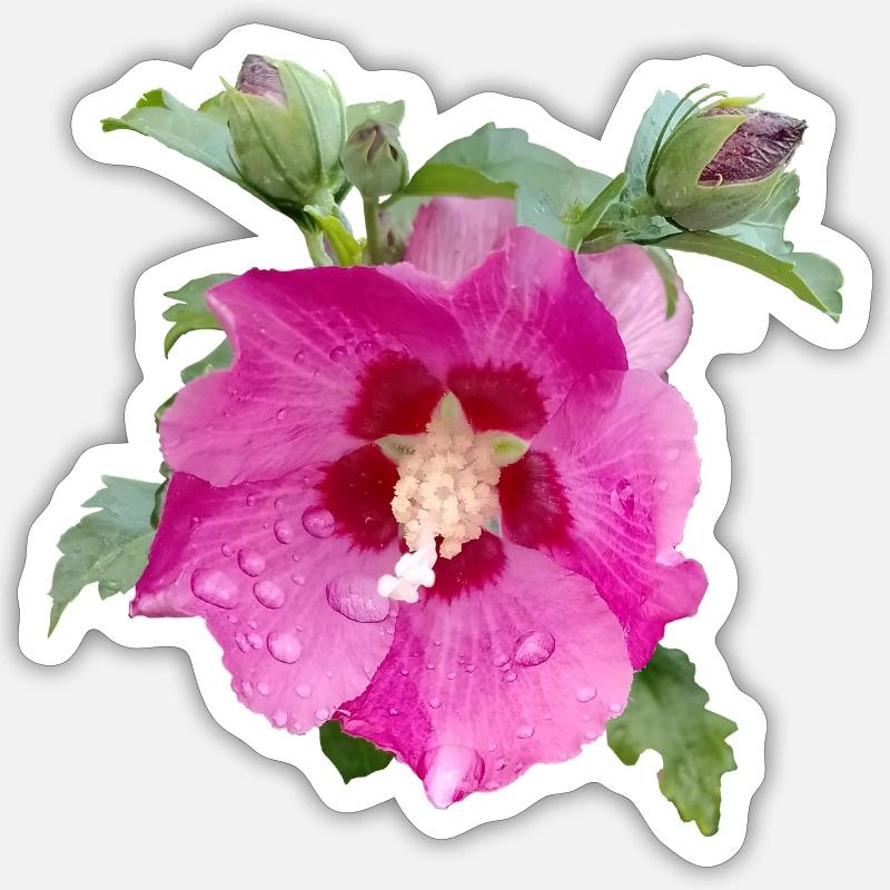 PINK HIBISCUS - Sticker size S (10 x 10 cm) - white matte
