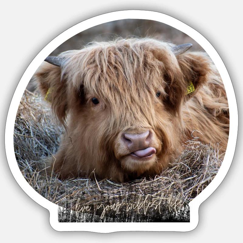 Highland beef Sticker size S (10 x 10 cm)