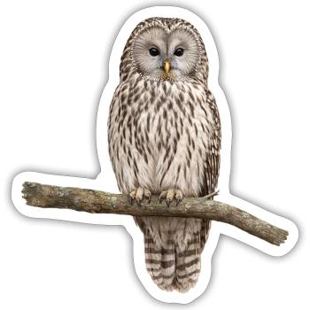 Hibou de l’Oural sur une branche - Sticker taille S (10 x 10 cm) - blanc mat - Devant