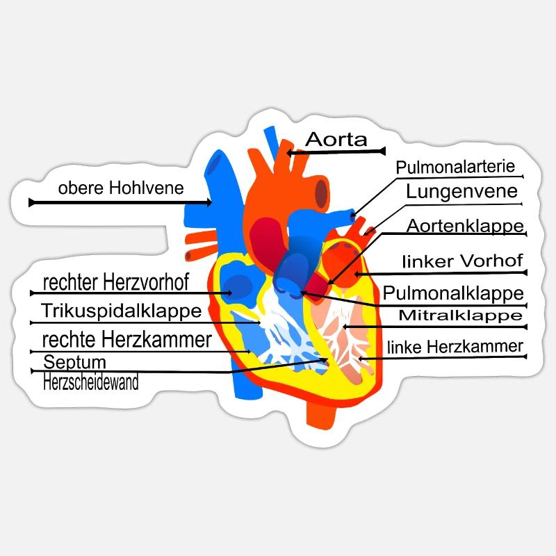 Coeur anatomique, Cor, - Sticker taille S (10 x 10 cm) - blanc mat
