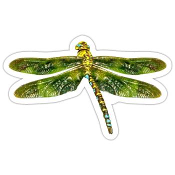 dragon-fly - Sticker size S (10 x 10 cm) - white matte - Front