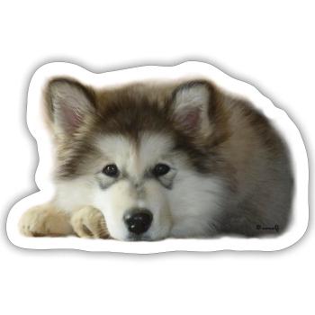 Maia Malamute Welpe - Sticker Größe S (10 x 10 cm) - Mattweiß - Vorne