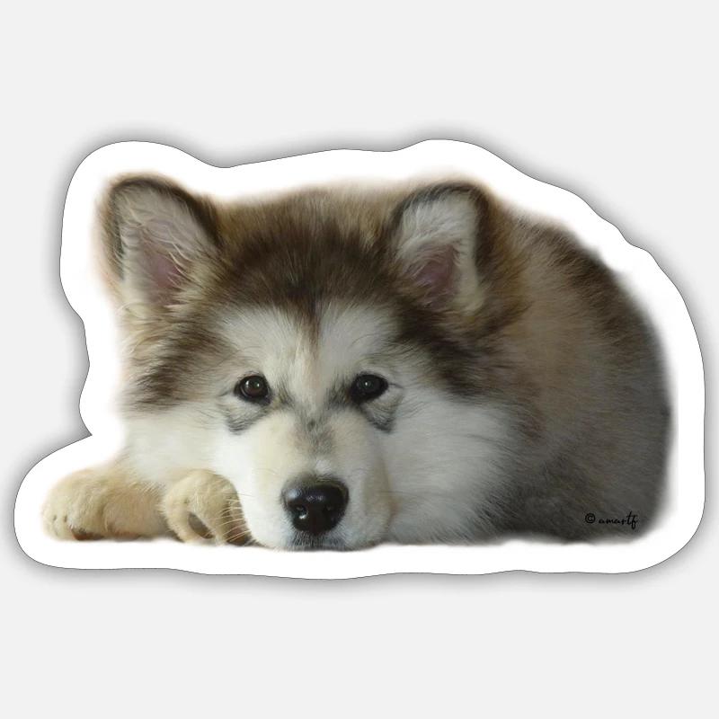 Chiot malamute Maia Sticker taille S (10 x 10 cm)