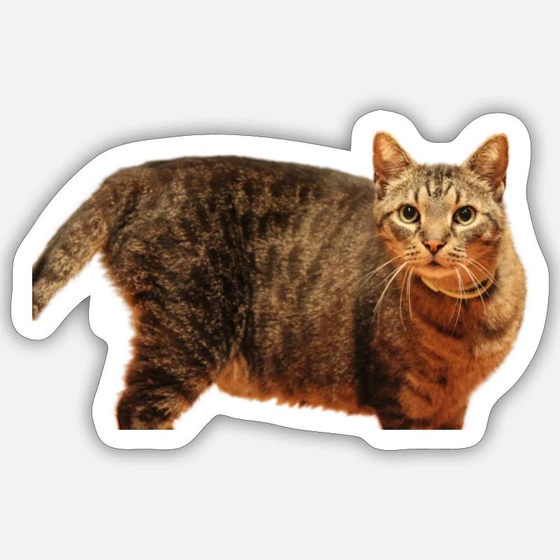 Chaton Chaton - Sticker taille S (10 x 10 cm) - blanc mat