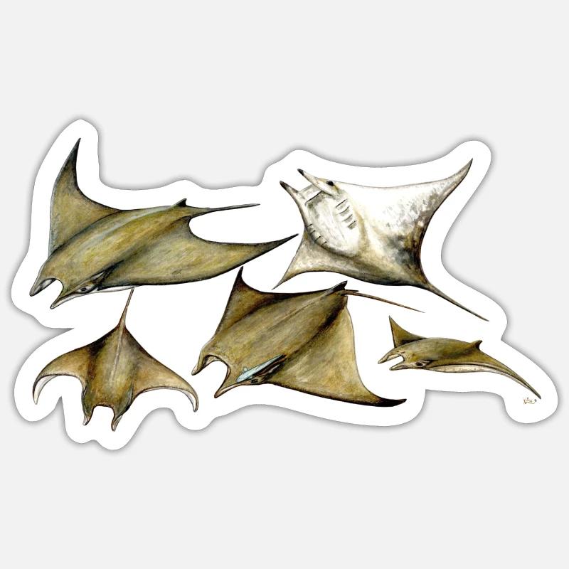 Manta ray Mobula tarapacana - Devil fish - Raie Sticker size S (10 x 10 cm)