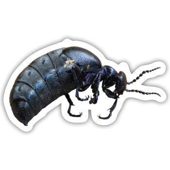 Insekt Ölkäfer - Sticker Größe S (10 x 10 cm) - Mattweiß - Vorne
