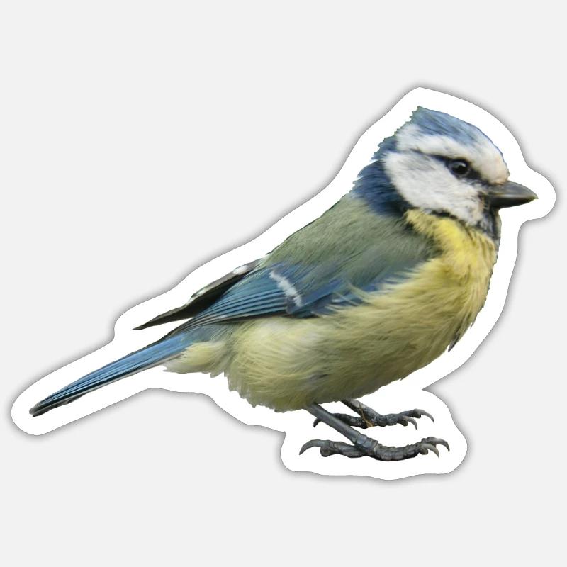 Blue tit 2 Sticker size S (10 x 10 cm)