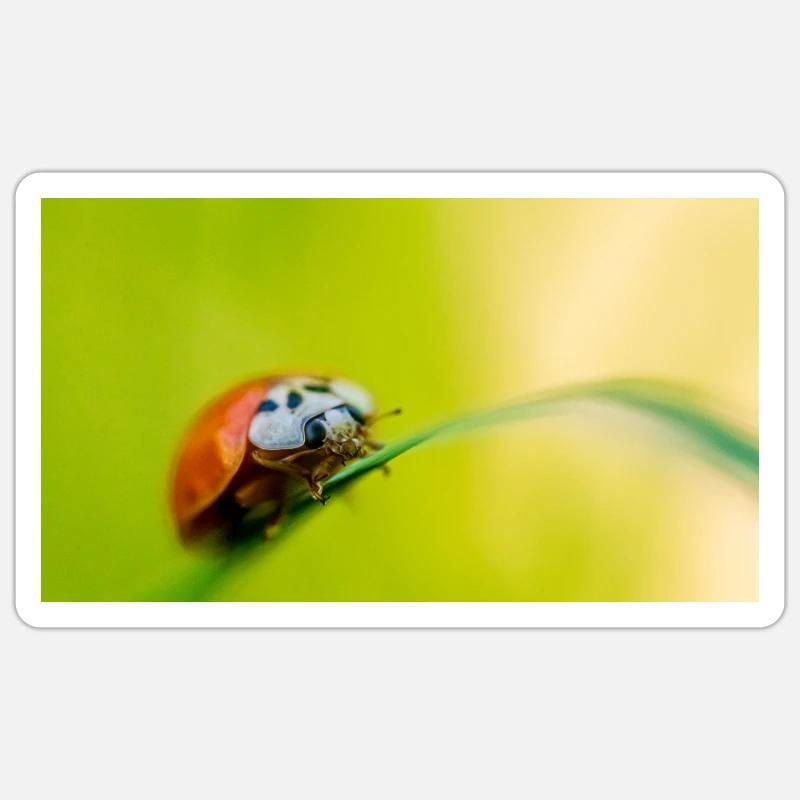 ladybug - Sticker size S (10 x 10 cm) - white matte